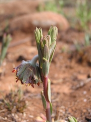 Lasiosiphon kraussianus kraussianus