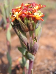Lasiosiphon kraussianus kraussianus