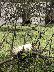 Butorides virescens image