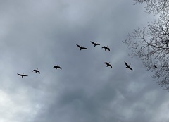 Branta canadensis