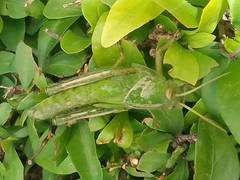 Acanthacris ruficornis