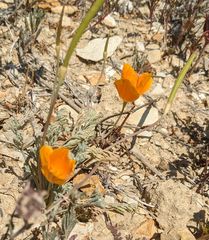 Eschscholzia lemmonii