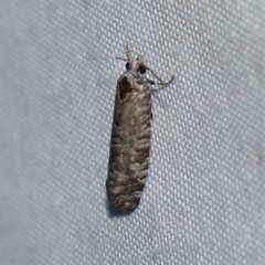 Retinia gemistrigulana