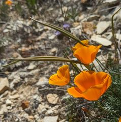 Eschscholzia lemmonii