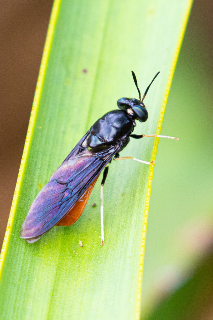 Hermetia relicta