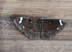 Erebus hieroglyphica