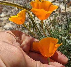 Eschscholzia lemmonii