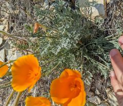 Eschscholzia lemmonii