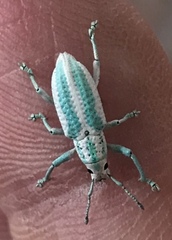 Compsus viridivittatus