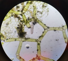 Hydrodictyon reticulatum