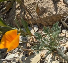 Eschscholzia lemmonii