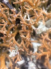 Sphaerophorus globosus