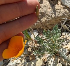 Eschscholzia lemmonii