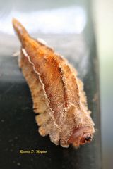 Megalopyge undulata