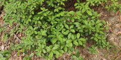 Litsea rotundifolia