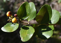 Strychnos psilosperma