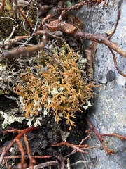 Sphaerophorus globosus