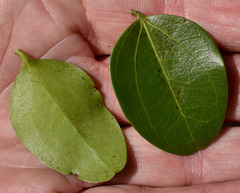 Strychnos psilosperma