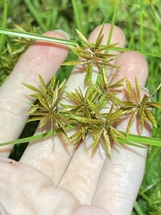 Cyperus polystachyos image