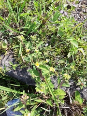 Sida rhombifolia
