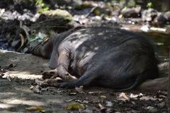 Philippine Warty Pig photo 2