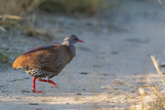 Crypturellus parvirostris