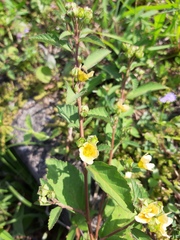 Sida rhombifolia