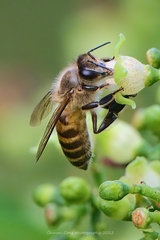Apis cerana