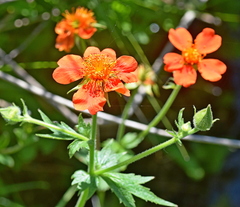 Geum coccineum