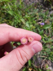 Emilia sonchifolia