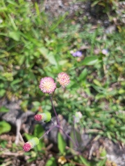 Emilia sonchifolia