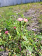 Emilia sonchifolia