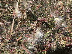 Metastelma arizonicum