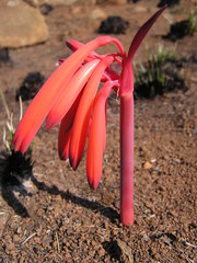 Cyrtanthus tuckii transvaalensis