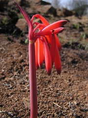 Cyrtanthus tuckii transvaalensis