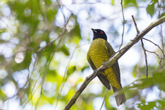 Carpornis melanocephala