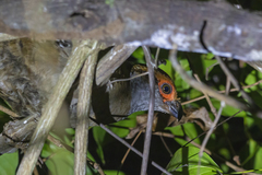 Odontophorus capueira