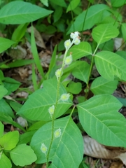 Myosotis verna