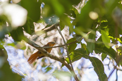 Philydor atricapillus