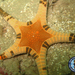 Icon Sea Star - Photo (c) The Hantu Blog, some rights reserved (CC BY-NC-SA)