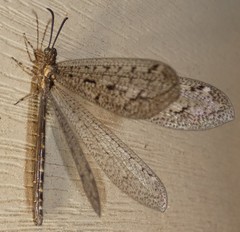 Brachynemurus nebulosus