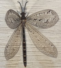 Brachynemurus nebulosus