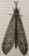 Brachynemurus nebulosus