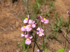 Nemesia denticulata