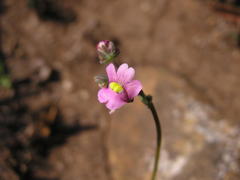 Nemesia denticulata