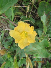 Malvastrum aurantiacum