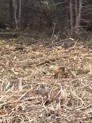 Vulpes vulpes deletrix