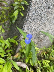 Commelina auriculata