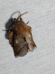 Phyllodesma americana