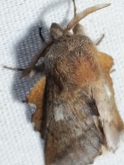 Phyllodesma americana